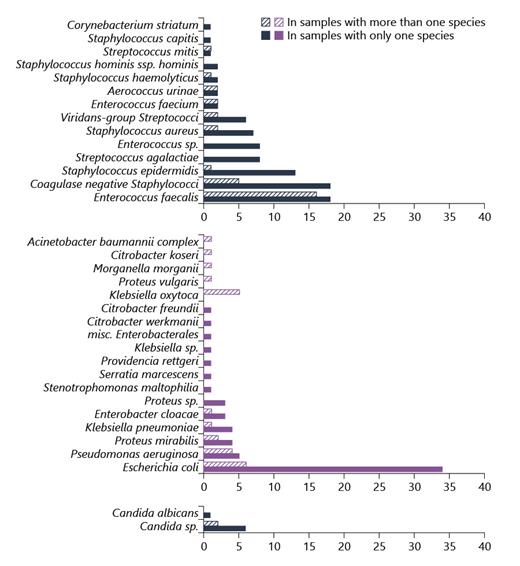 Fig. 1. Microbiological spectrum as determined by urine culture and stratified into Gram-positive, Gram-negative, and Candida spp.