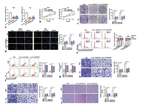 Circ_0008035 knockdown mediates BC cell proliferation, cell cycle progression, apoptosis, migration, invasion, and angiogenesis. 5,637 and T24 cells were transfected with si-circ_0008035#1, si-circ_0008035#2, or si-NC, respectively. Circ_0008035 expression (a), cell proliferation (b–d), cell cycle distribution (e), apoptosis (f), caspase-3 activity (g), migration (h), invasion (i), and angiogenesis (j) were measured by qRT-PCR, CCK-8, colony formation, Edu staining, flow cytometry, caspase-3 assay kit, transwell, and tube formation assays, respectively. *p< 0.05. CCK-8, Cell Counting Kit-8.