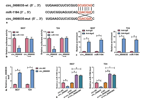  Circ_0008035 acts as an endogenous sponge for miR-1184. a The binding sites between circ_0008035 and miR-1184. b Luciferase activity in 5,637 and T24 cells co-transfected with NC or miR-1184 mimic and circ_0008035-wt or circ_0008035-mut. c Circ_0008035 and miR-1184 enrichments in cells incubated with anti-Ago2 or anti-IgG were detected by RIP assay. d The level of circ_0008035 was examined by qRT-PCR in 5,637 and T24 cells transfected with circ-NC or circ_0008035 overexpression vector. e MiR-1184 level in 5,637 and T24 cells transfected with circ-NC, circ_0008035 overexpression vector, si-circ_0008035#1, si-circ_0008035#2, or si-NC was measured by qRT-PCR. *p< 0.05.