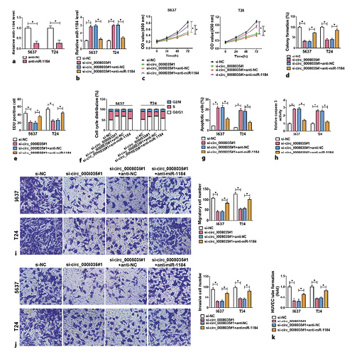  Circ_0008035 regulates the progression of BC by sponging miR-1184. a MiR-1184 expression was detected by qRT-PCR in 5,637 and T24 cells transfected with anti-NC or anti-miR-1184. b–k 5,637 and T24 cells were transfected with si-NC, si-circ_0008035#1, si-circ_0008035#1 + anti-NC, or si-circ_0008035#1 + anti-miR-1184, respectively. The expression of miR-1184 (b), cell proliferation (c–e), cell cycle progression (f), apoptosis (g), caspase-3 activity (h), migration (i), invasion (j), and angiogenesis (k) were measured by qRT-PCR, CCK-8, colony formation, Edu staining, flow cytometry, caspase-3 assay kit, transwell, and tube formation assays, respectively. *p< 0.05. CCK-8, Cell Counting Kit-8.