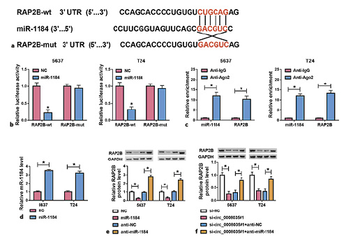  RAP2B is targeted by miR-1184. a The putative binding sites of miR-1184 in RAP2B 3′UTR. b Luciferase activity in 5,637 and T24 cells co-transfected with NC or miR-1184 mimic and RAP2B-wt or RAP2B-mut. c The enrichment of miR-1184 and RAP2B in 5,637 and T24 cells incubated with Ago2 or IgG antibodies were detected by Ago2-RIP assay. d MiR-1184 expression was detected via qRT-PCR in 5,637 and T24 cells transfected with NC or miR-1184 mimic. e RAP2B protein level was detected in cells with transfection of NC, miR-1184 mimic, anti-NC or anti-miR-1184. f RAP2B protein level was examined in 5,637 and T24 cells with transfection of si-NC, si-circ_0008035#1, si-circ_0008035#1 + anti-NC, or si-circ_0008035#1 + anti-miR-1184. *p< 0.05.