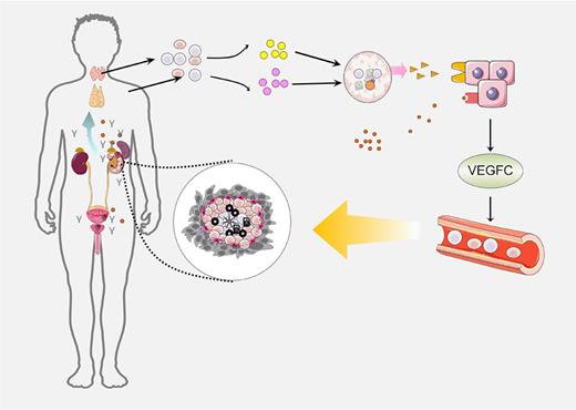 Molecular characteristics of the formation of TLSs. Tumor cells continuously release antigen and inflammatory factors to stimulate lymphocytes and stromal cells to secrete CXCL13 and IL-7 and recruit lymphoid tissue-inducing cells (LTis). The formed LTis promote lymphocyte infiltration by HEVs through the expression of TLα1β2 and binding to receptors on stromal cells or lymphoid tissue organizer cells (LTOs), eventually forming TLSs.