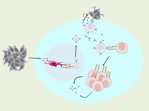 Role of TLSs in the fight against tumors. TLSs in tumor cells activate B-lymphocyte and T-lymphocyte antitumor immune responses. Polyclonal IgA or IgG antibodies produced by tumor-associated B cells bind to the corresponding receptors on the surface of tumor cells and release granzyme B to inhibit tumor growth.