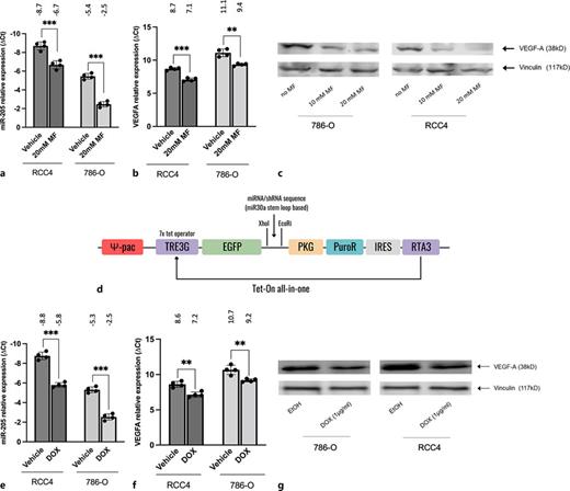 MF induces miR-205 expression with subsequent downregulation of VEGFA in RCC4 and 786-O cells – mimicking the effects on miR-205 and VEGFA expression in a doxycycline-inducible model of miR-205 overexpression (Tet-On model). a, b qRT-PCR confirmed MF-dependent miR-205 upregulation with subsequent VEGFA in both cell lines. c Western blotting yielded a progressive downregulation of VEGFA protein levels with increasing doses of MF (10 mm and 20 mm) in RCC4 and 786-O cells. d Tet-On model for miR-205 overexpression. e, f qRT-PCR experiments determining miR-205 overexpression and VEGFA downregulation within the miR-205 Tet-On model for RCC4 and 786-O cells. g Diminished VEGFA protein expression in miR-205 overexpressing RCC4 and 786-O cells (Tet-On model). c, g Vinculin was taken as housekeeping protein. **p < 0.01, ***p < 0.001.