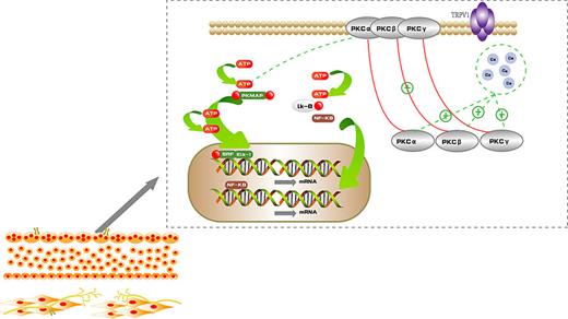 Distribution and signal transduction pathway of TRPV1 in LUT. TRPV1 is distributed in different regions, including C fibers innervating the bladder and urothelial cells. When the channel is activated, a large amount of calcium ions enter the cell. Protein kinase C (PKC) translocates to the cell membrane and binds to diacylglycerol (DAG), and PKC is allosterically activated. Activated PKC plays an important function in inducing intracellular signal transduction pathways. It phosphorylates the serine and threonine residues of proteins in cells and further activates PKMAP pathway and NF-κB pathway, which increases the transcription of various genes.