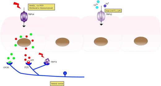 Distribution and activity factors of TRPV2 and TRPV4 in LUT. TRPV2 and TRPV4 are distributed in many areas of the LUT, and both channels are activated leading to influx of ions, but the specific mechanisms differ, with TRPV2 being activated by heat and lysophosphatidylcholine (LPC) leading to influx of calcium and sodium ions. TRPV4 in the presence of stretch, chemical stimulation, and 4αPDD is activatable and ultimately stimulates cells to release ATP to activate P2X channels and downstream G protein-coupled receptors (GPCRS), eliciting downstream responses.