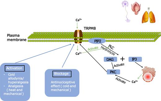 Function and signal transduction pathway of TRPM8 in LUT. TRPM8 is widely distributed in the LUT, lungs, as well as the nervous system. Calcium ions can influx into the cell after the channel is activated, and phosphoinositides (PIP2) can be back hydrolyzed to soluble inositol 1,4,5-trisphosphate (IP3) and membrane-bound diacylglycerol (DAG) under the action of calcium-sensitive phospholipase (PLC) and IP3 secretion, which in turn can affect the concentration of calcium ions and thus activate the TRPM8 pathway. Channel activation is also impeded by cold or other chemical factors.