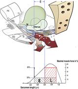 How ligament laxity diminishes striated muscle force? Upper image: Anatomy. If USLs are overstretched by length “E,” the uterus prolapses, LP and LMA lengthen by “E.” The wavy shape of LP and LMA indicate diminution of contractile strength. Lower image: Sarcomere (striated muscle fibres). A striated muscle contracts optimally of a short length only (L). Elongation of the muscle to “E” diminishes contractile force. USL, uterosacral ligament; LP, levator plate; LMA, conjoint longitudinal muscle of the anus.