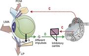 The anatomy of nocturia pelvic muscles (large arrows) is relaxed. As the bladder (broken outline) fills, it is distended downwards by gravity “G.” If the uterosacral ligaments (USLs) are weak, they continue to descend until the stretch receptors “N” are stimulated, activating the micturition reflex “O” once the cortical closure reflex “C” has been overcome. PCM, pubococcygeus muscle; LP, levator plate; LMA, conjoint longitudinal muscle of the anus.